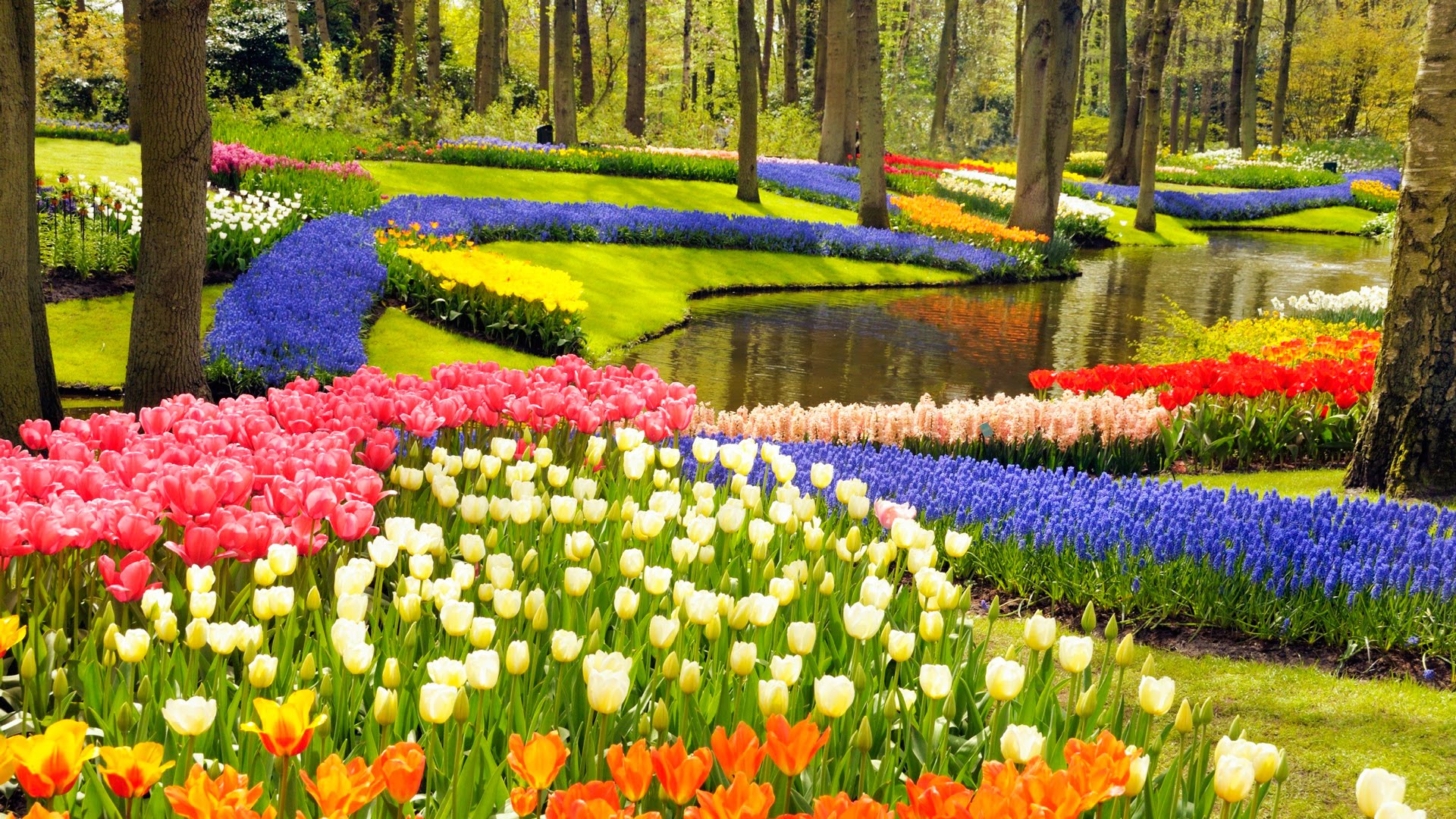 Khu vuon Keukenhof