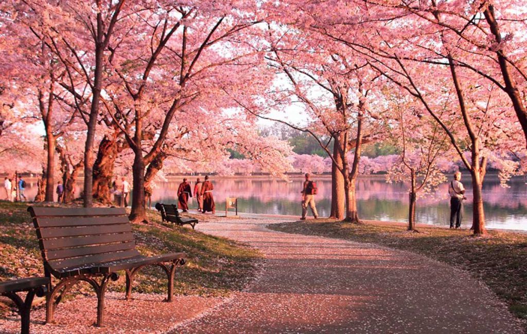 Ngỡ ngàng mùa xuân ở Mỹ